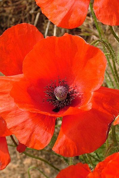 Coquelicot